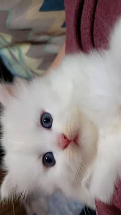 pure Persian kitten triple coated