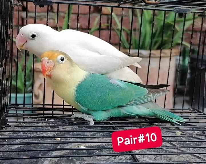 Love Bird breeder Calony. . For sale 3