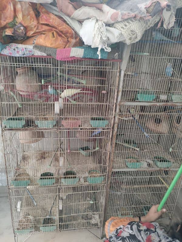 Australian parrots with cage 0