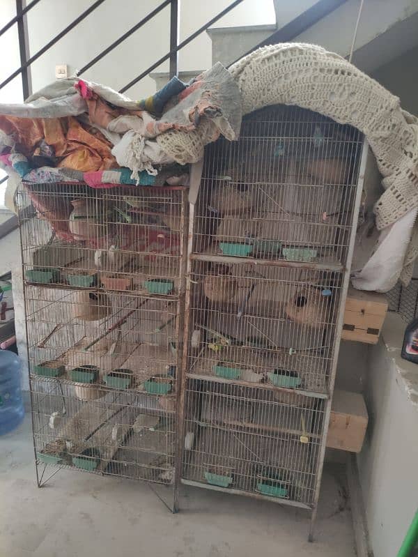 Australian parrots with cage 1