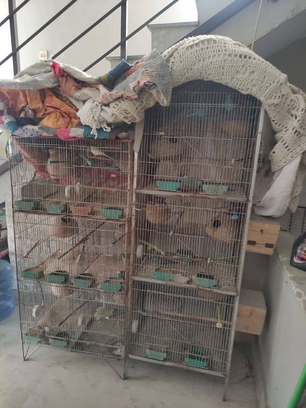 Australian parrots with cage 2