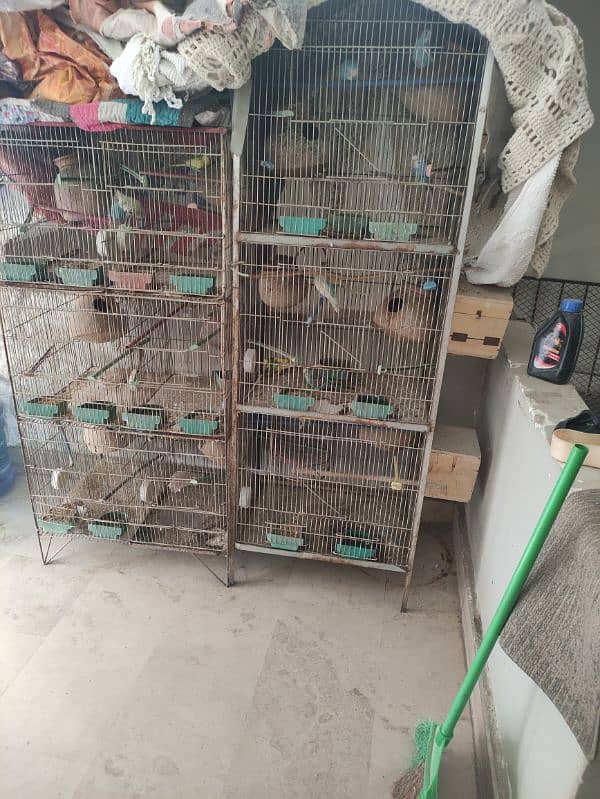 Australian parrots with cage 3