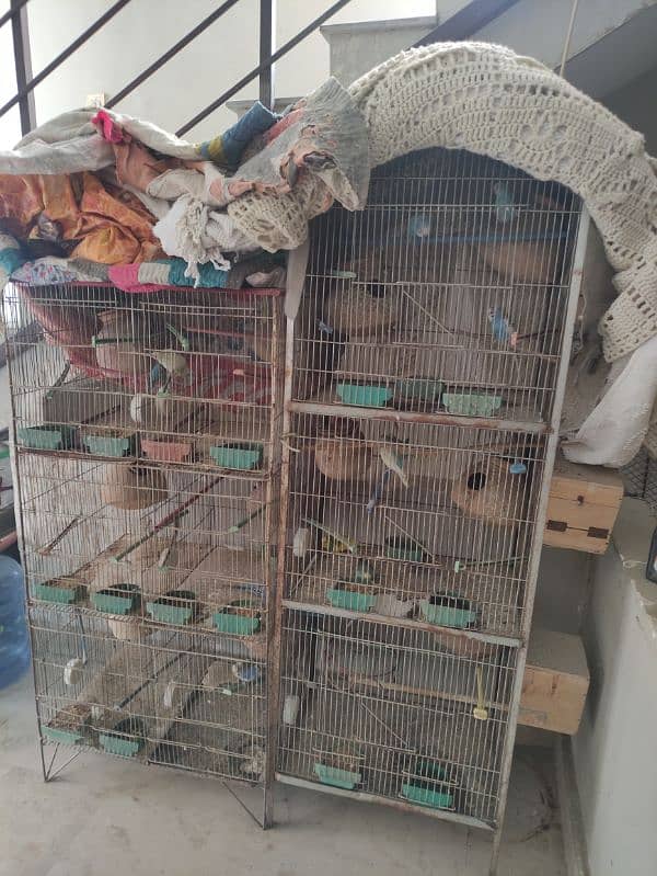 Australian parrots with cage 4