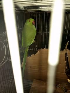 female parrot for sale