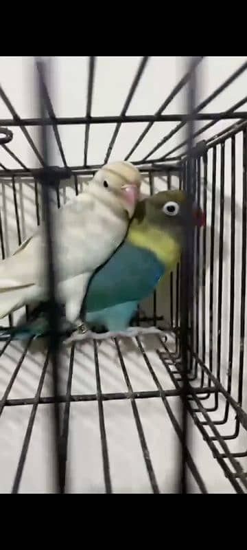 Love Bird breeder Calony. . For sale 5