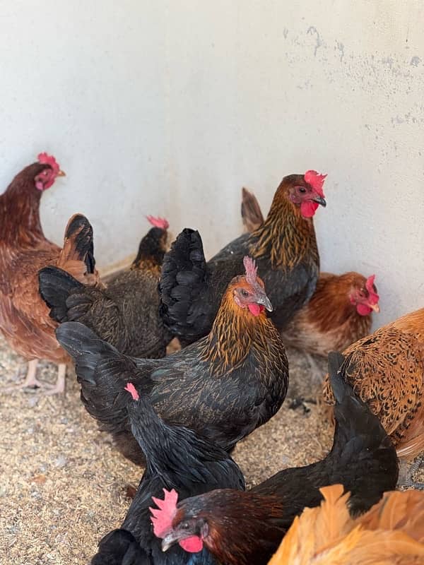 golden misri hens and eggs available 0