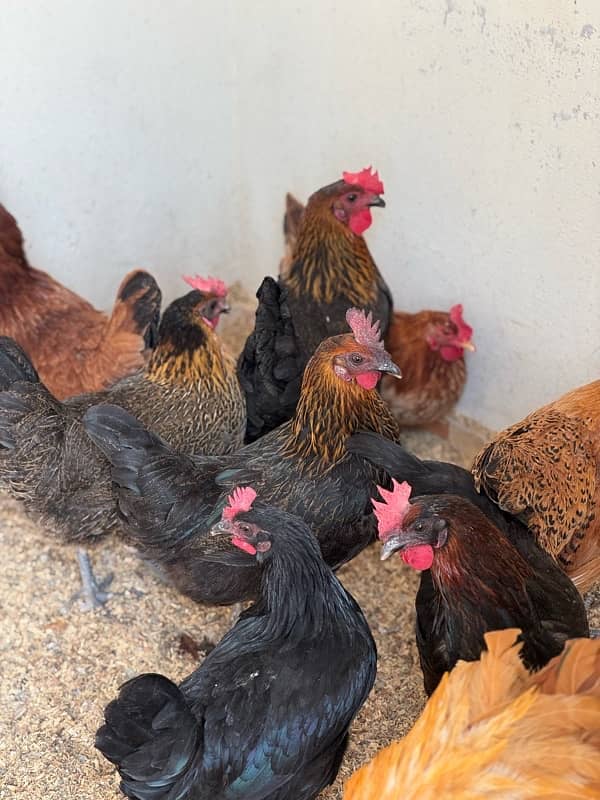 golden misri hens and eggs available 1