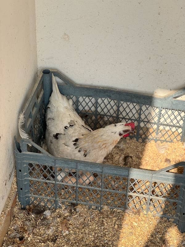 golden misri hens and eggs available 2