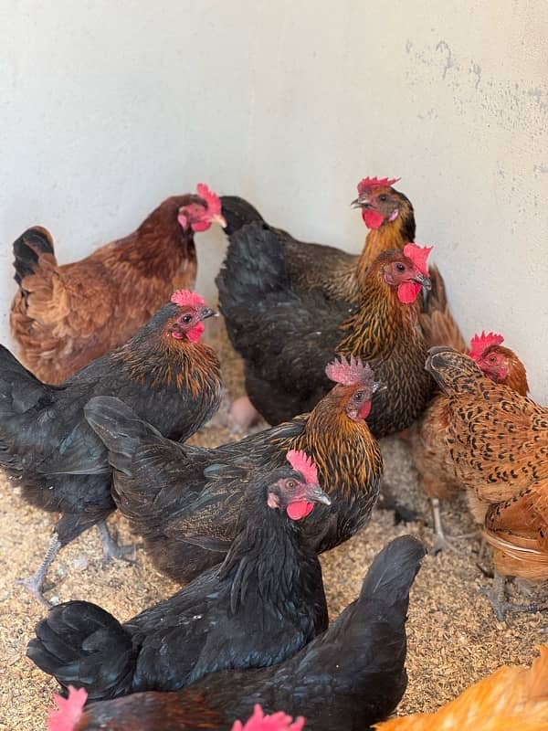 golden misri hens and eggs available 3