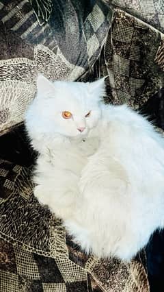 White Male Persian Cat