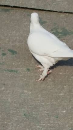 pure white breeder pair.