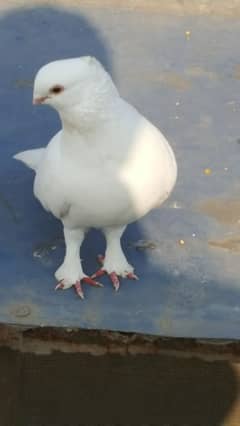 pure white breeder pair.