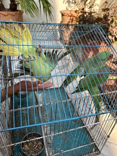 raw parrot pair age 8-10 months