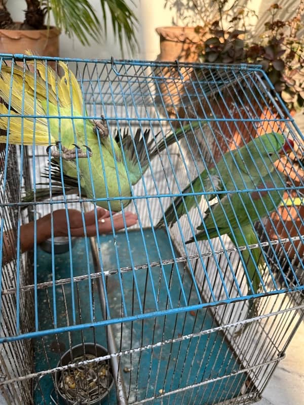 raw parrot pair age 8-10 months 0