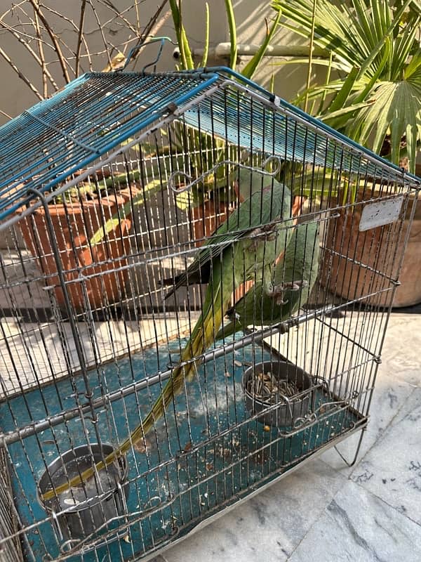 raw parrot pair age 8-10 months 1