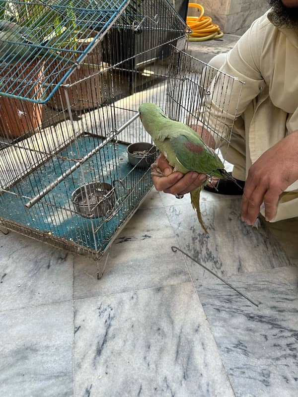 raw parrot pair age 8-10 months 2