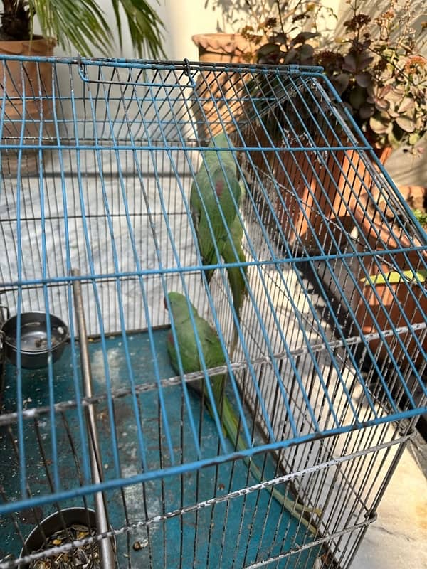 raw parrot pair age 8-10 months 3