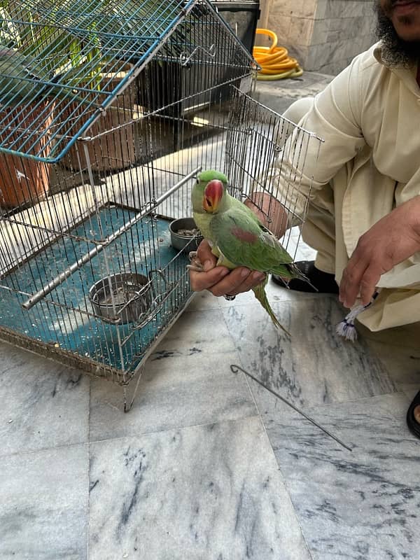 raw parrot pair age 8-10 months 5