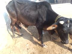 cow available