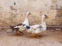 Ducks pair for sale ready to bread