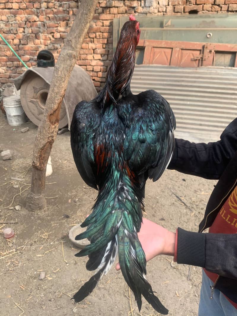 Quality bird for sale mazboot gand jor quality kharpal nali kala lakha 1