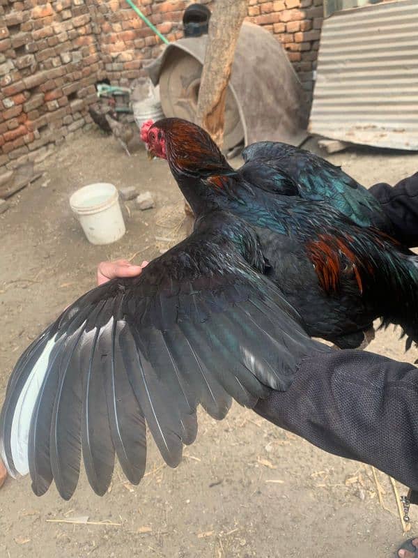 Quality bird for sale mazboot gand jor quality kharpal nali kala lakha 2