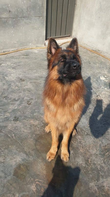 11 months long coat had puppy available for sale pink pedigree microch 1