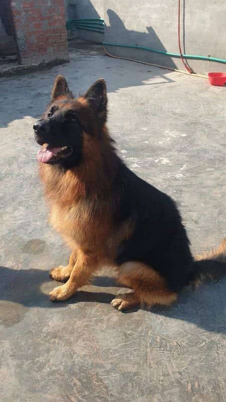 11 months long coat had puppy available for sale pink pedigree microch 2