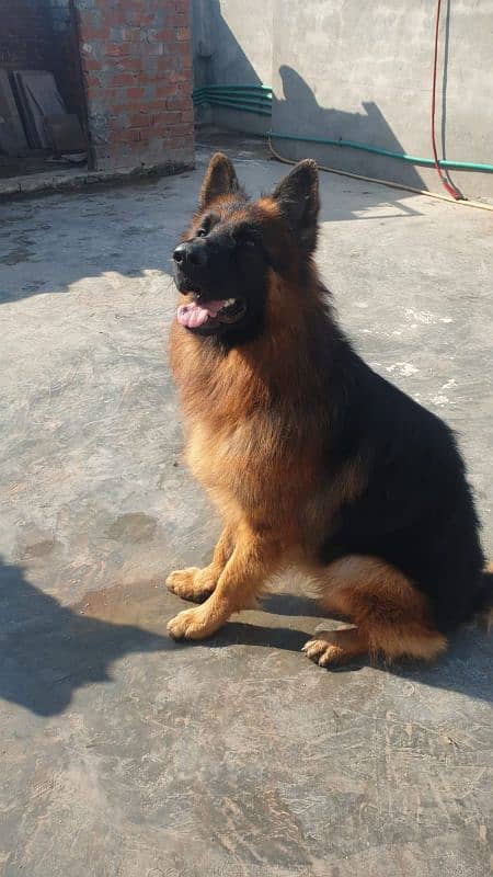 11 months long coat had puppy available for sale pink pedigree microch 3