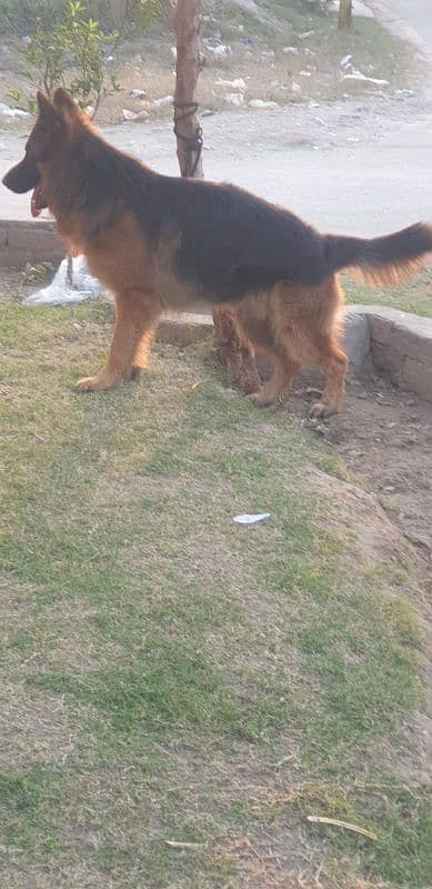 11 months long coat had puppy available for sale pink pedigree microch 4