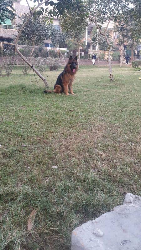 11 months long coat had puppy available for sale pink pedigree microch 5