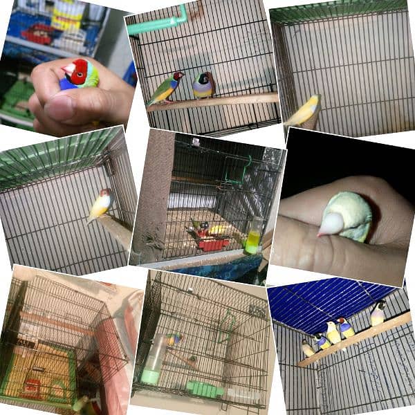 Gouldian Finch/Benglize Finch/Cages 1