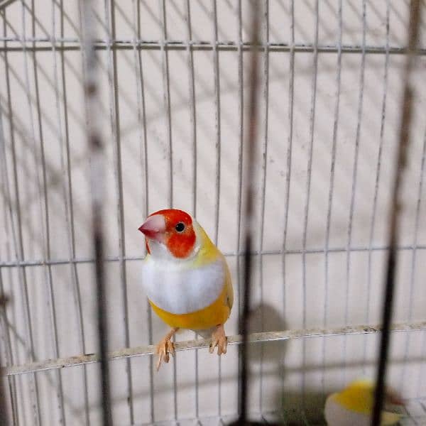 Gouldian Finch/Benglize Finch/Cages 7