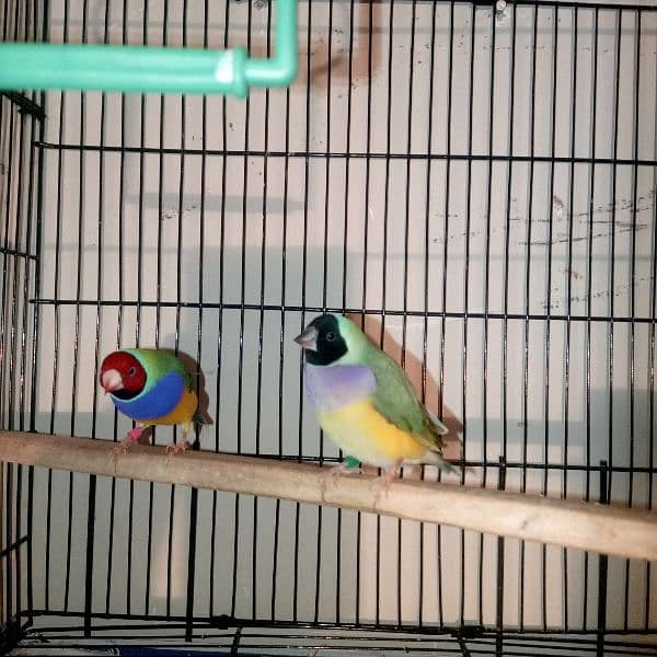 Gouldian Finch/Benglize Finch/Cages 8