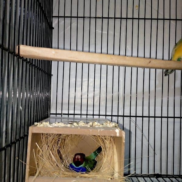 Gouldian Finch/Benglize Finch/Cages 12