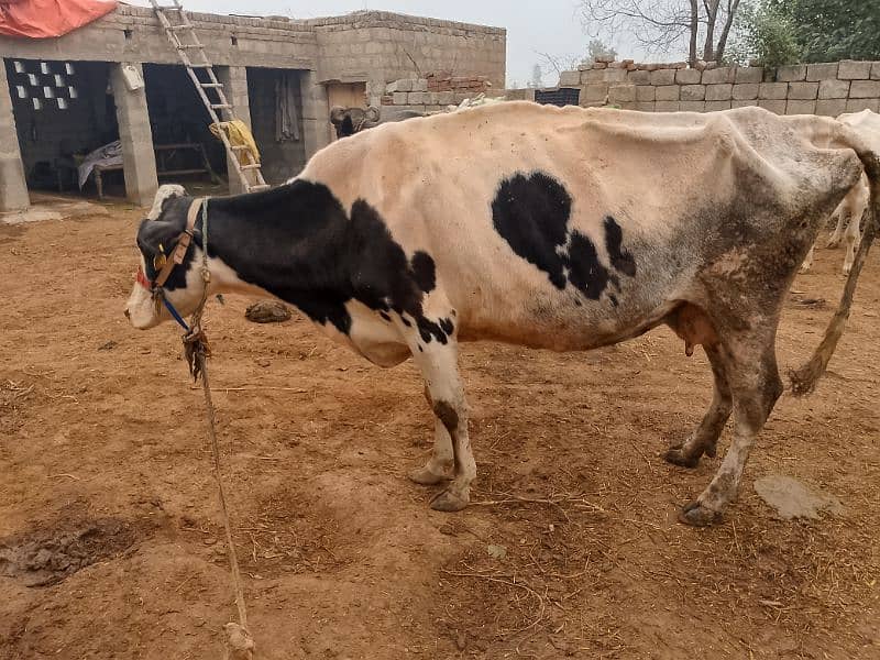 Friesian Australian cholastani cross cow for sale. 03180008077 3