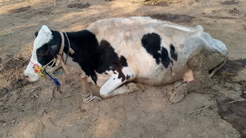 Friesian Australian cholastani cross cow for sale. 03180008077 5