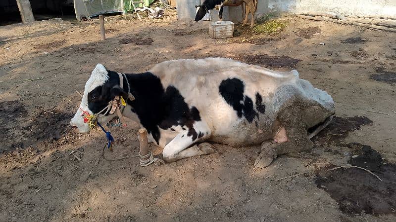 Friesian Australian cholastani cross cow for sale. 03180008077 6