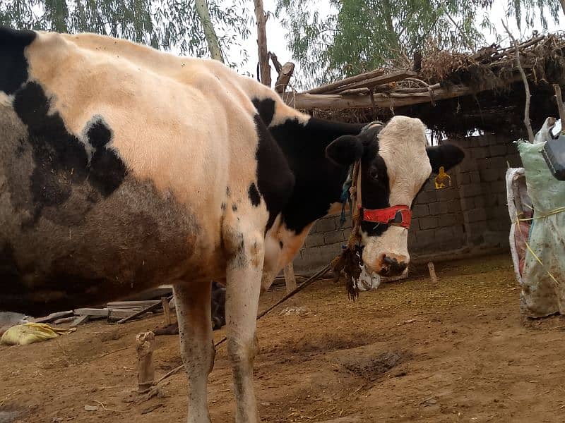 Friesian Australian cholastani cross cow for sale. 03180008077 7