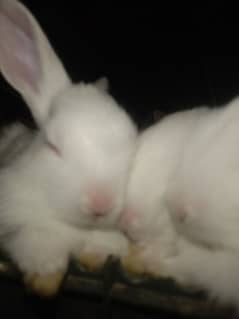 Rabbit bunnies available for sale