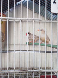 pastel pair finch