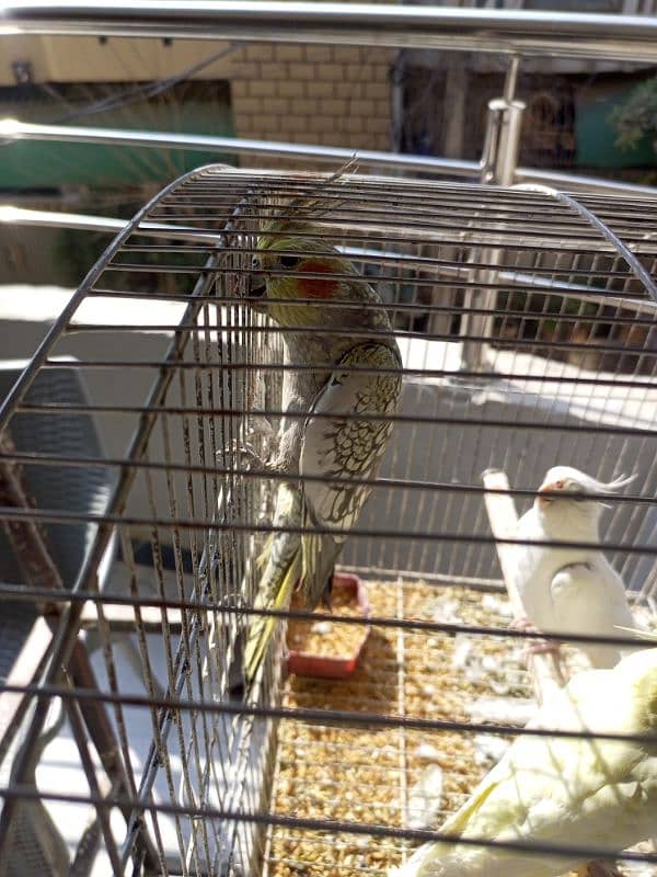 cockatiel 1