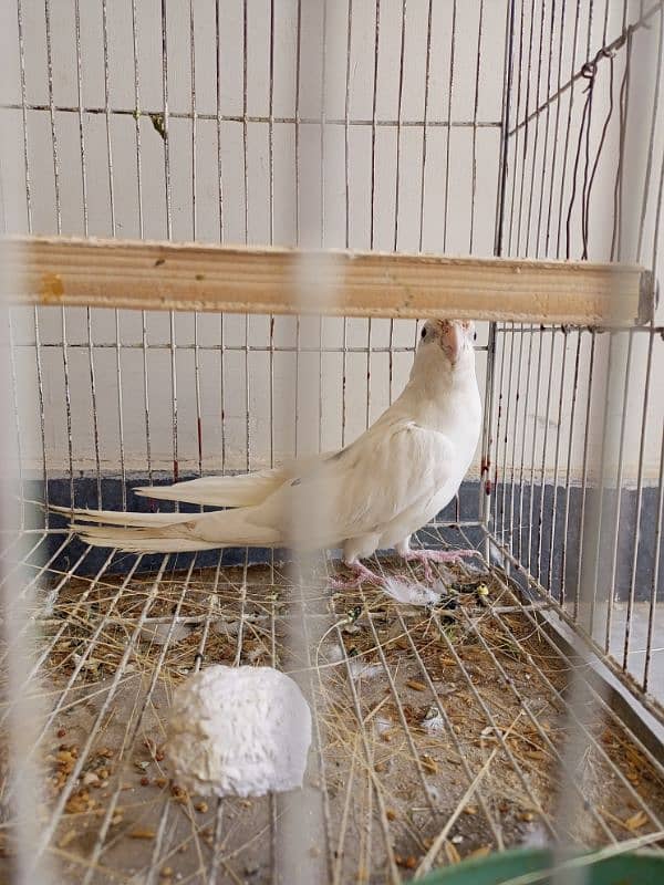 cockatiel 3