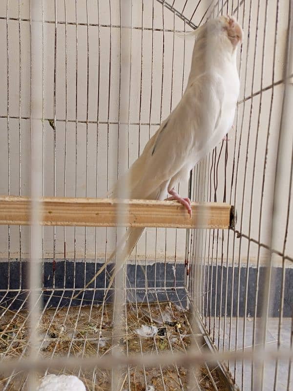 cockatiel 4