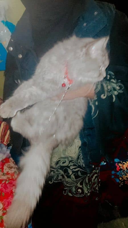 Persian cat  | double Coated | doll face female for sale 0