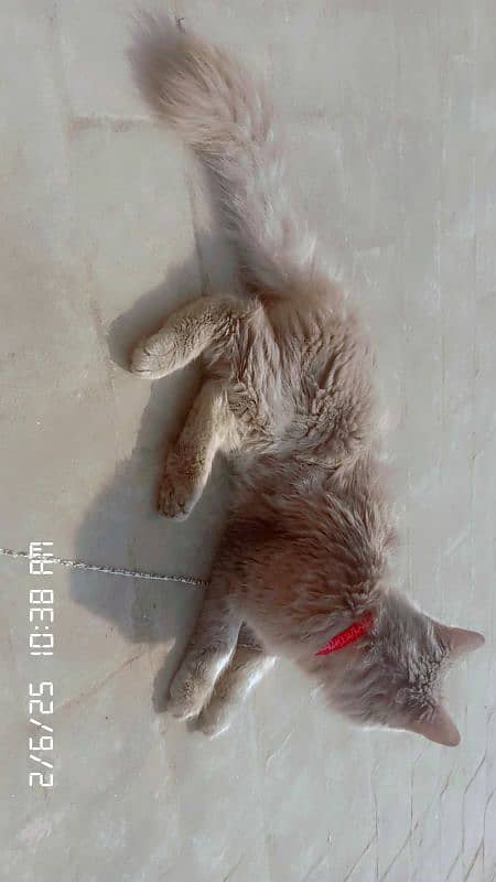 Persian cat  | double Coated | doll face female for sale 1