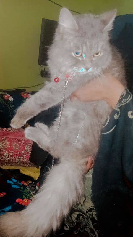 Persian cat  | double Coated | doll face female for sale 4