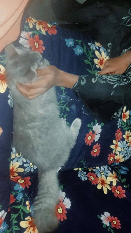 Persian cat  | double Coated | doll face female for sale 5