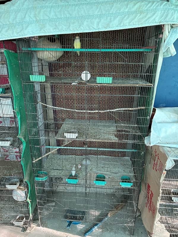 ONLY BIRDS CAGE 1