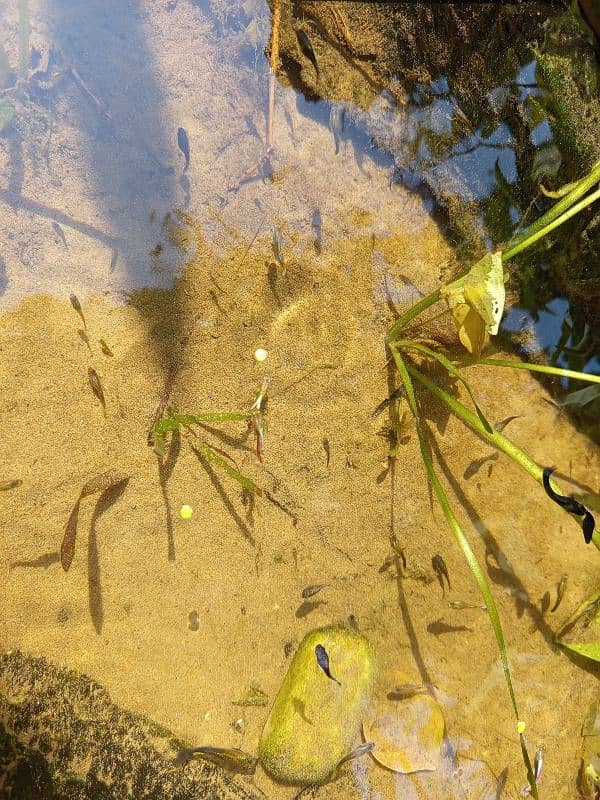 balloon mollies, guppies, and tank for sale. 4